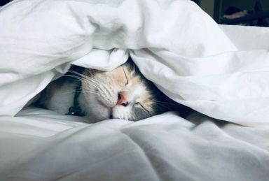 Kitten under white blankets